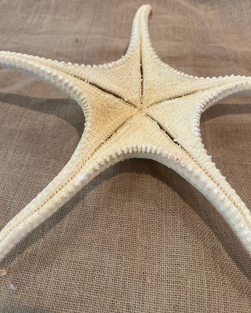 Giant 16" Pale Pink Tipped Starfish