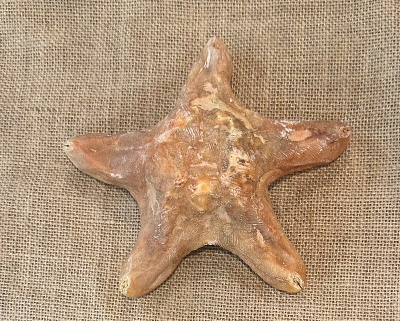 Red Wax Starfish 6"