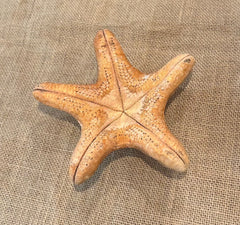 Red Wax Starfish 6