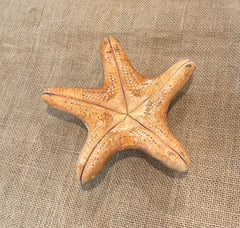 Red Wax Starfish 6
