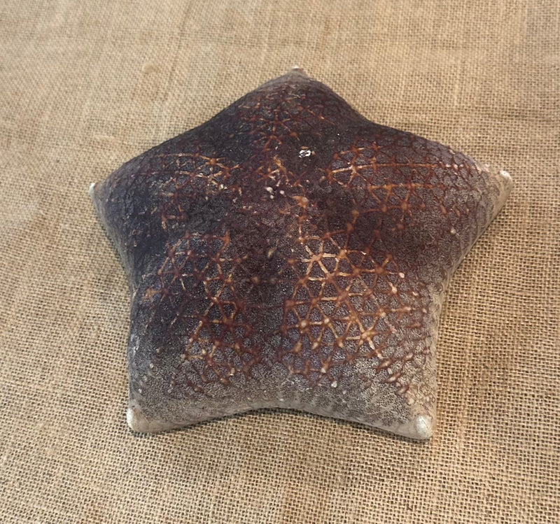 Pillow Starfish 8"