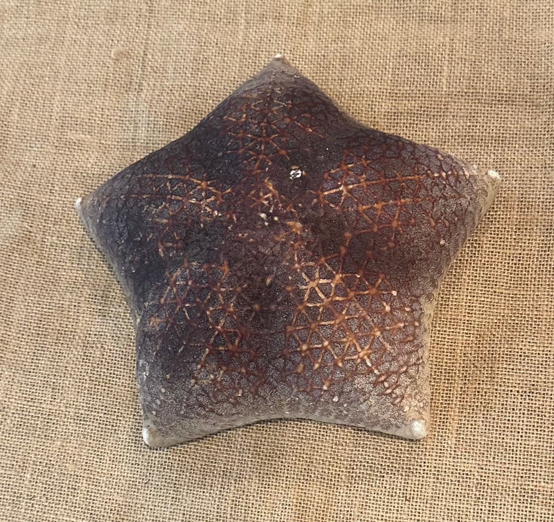 Pillow Starfish 8"