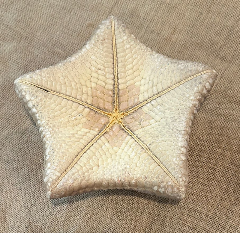 Pillow Starfish 9"