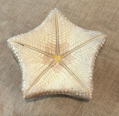 Pillow Starfish 9