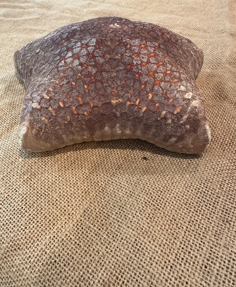 Pillow Starfish 9"