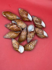 Chrysallis chrysalidformis Land Snail Shells – 2–3