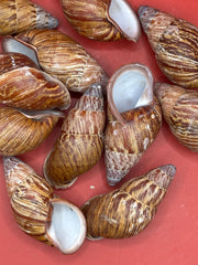 Chrysallis chrysalidformis Land Snail Shells – 2–3