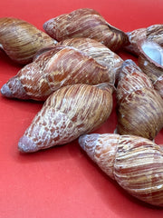 Chrysallis chrysalidformis Land Snail Shells – 2–3