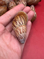 Chrysallis chrysalidformis Land Snail Shells – 2–3