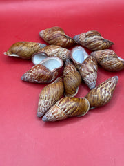 Chrysallis chrysalidformis Land Snail Shells – 2–3