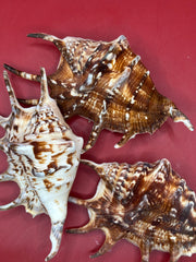 Common Spider Shell - Lambis lambis 5–6