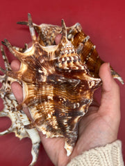 Common Spider Shell - Lambis lambis 5–6