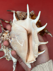 Common Spider Shell - Lambis lambis 5–6