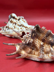 Common Spider Shell - Lambis lambis 5–6
