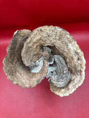 Vintage Natural Cup Coral - Turbinaria reniformis, Exact Coral 7.5x6x5