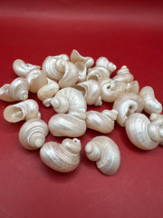 Bulk Pearl Jade Turbo Shells – 1-1.5