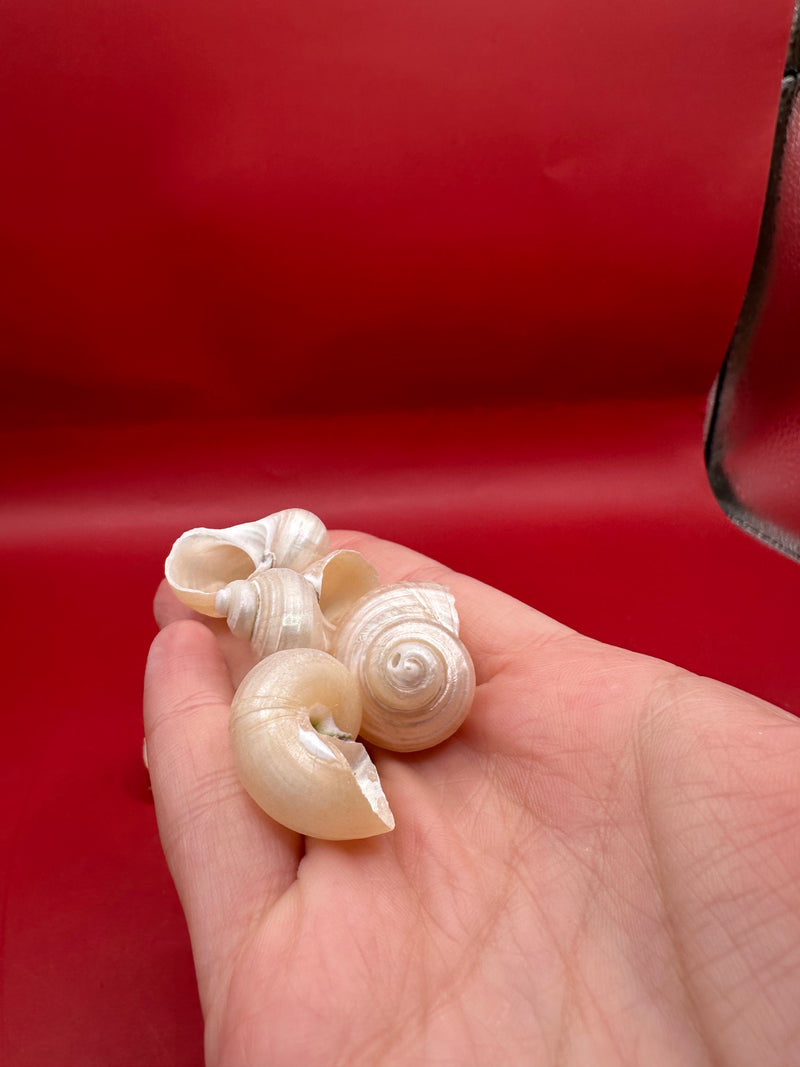 Bulk Pearl Jade Turbo Shells – 1-1.5" Craft Shells for DIY & Wedding Decor