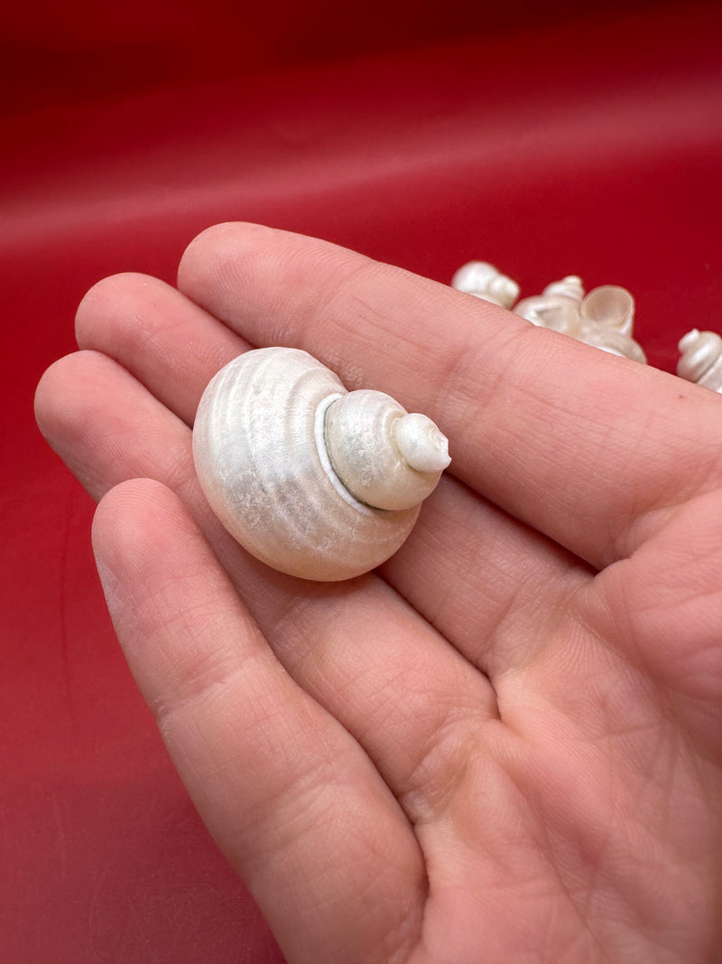 Bulk Pearl Jade Turbo Shells – 1-1.5" Craft Shells for DIY & Wedding Decor