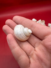 Bulk Pearl Jade Turbo Shells – 1-1.5