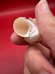 Bulk Pearl Jade Turbo Shells – 1-1.5