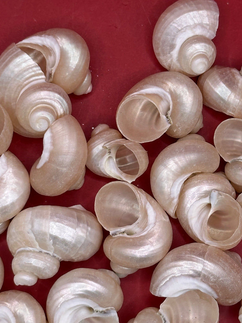 Bulk Pearl Jade Turbo Shells – 1-1.5" Craft Shells for DIY & Wedding Decor