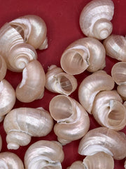 Bulk Pearl Jade Turbo Shells – 1-1.5