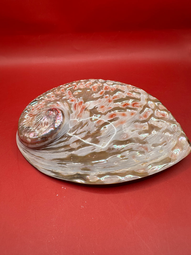 Polished White Midas Abalone 6" – Haliotis midae Coastal Display Shell