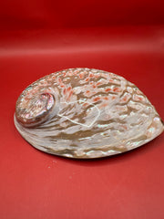 Polished White Midas Abalone 6