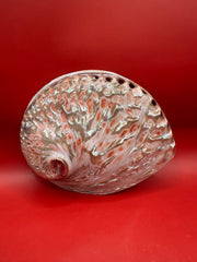 Polished White Midas Abalone 6