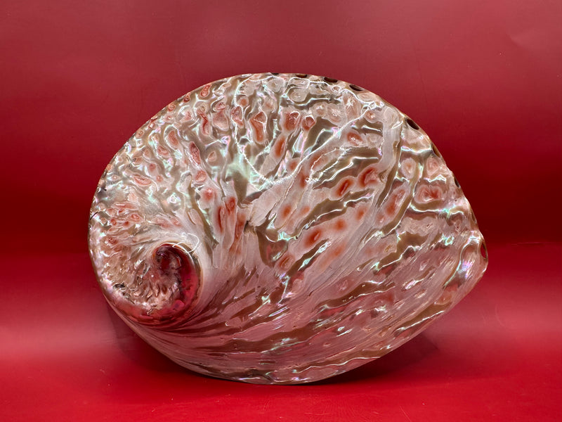 Polished White Midas Abalone 6" – Haliotis midae Coastal Display Shell