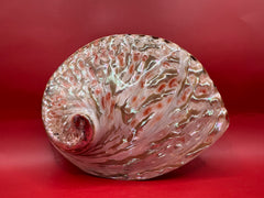 Polished White Midas Abalone 6