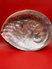 Polished White Midas Abalone 6