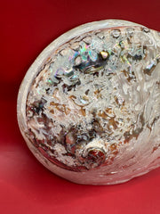 Polished Midas Abalone 6.25