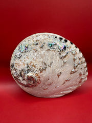 Polished Midas Abalone 6.25
