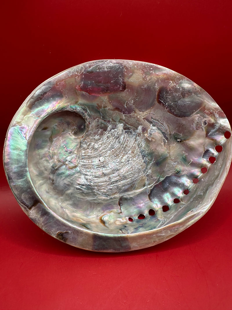 Polished Midas Abalone 6.25" – Haliotis midae Coastal Display Shell