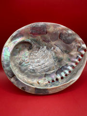 Polished Midas Abalone 6.25
