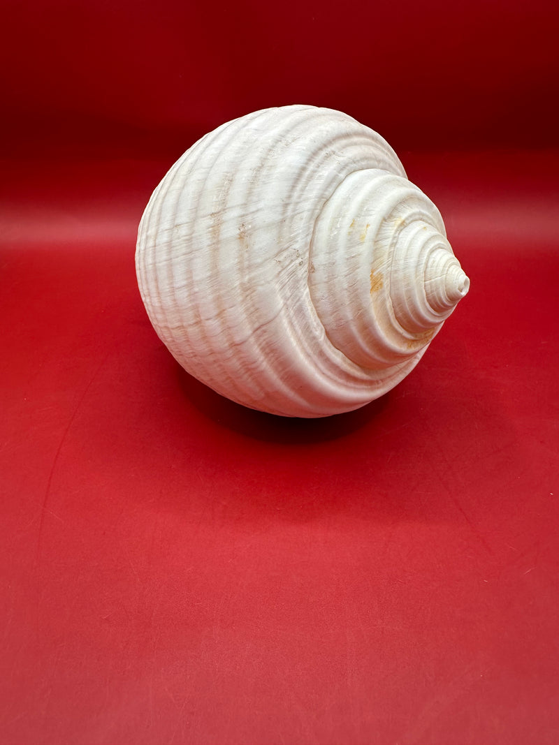 Grinning Tun Shell 5–6" – Malea rigens Coastal Display Shell