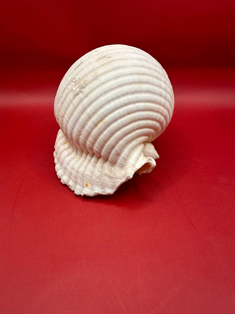 Grinning Tun Shell 5–6" – Malea rigens Coastal Display Shell