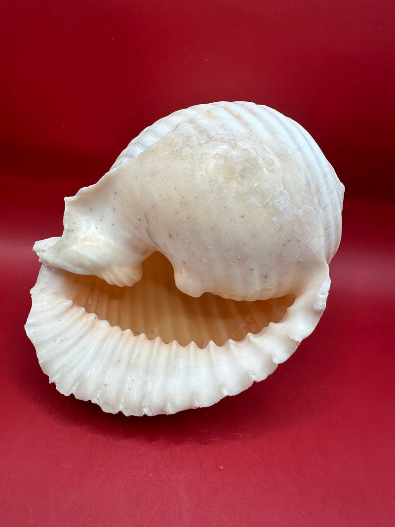 Grinning Tun Shell 5–6" – Malea rigens Coastal Display Shell