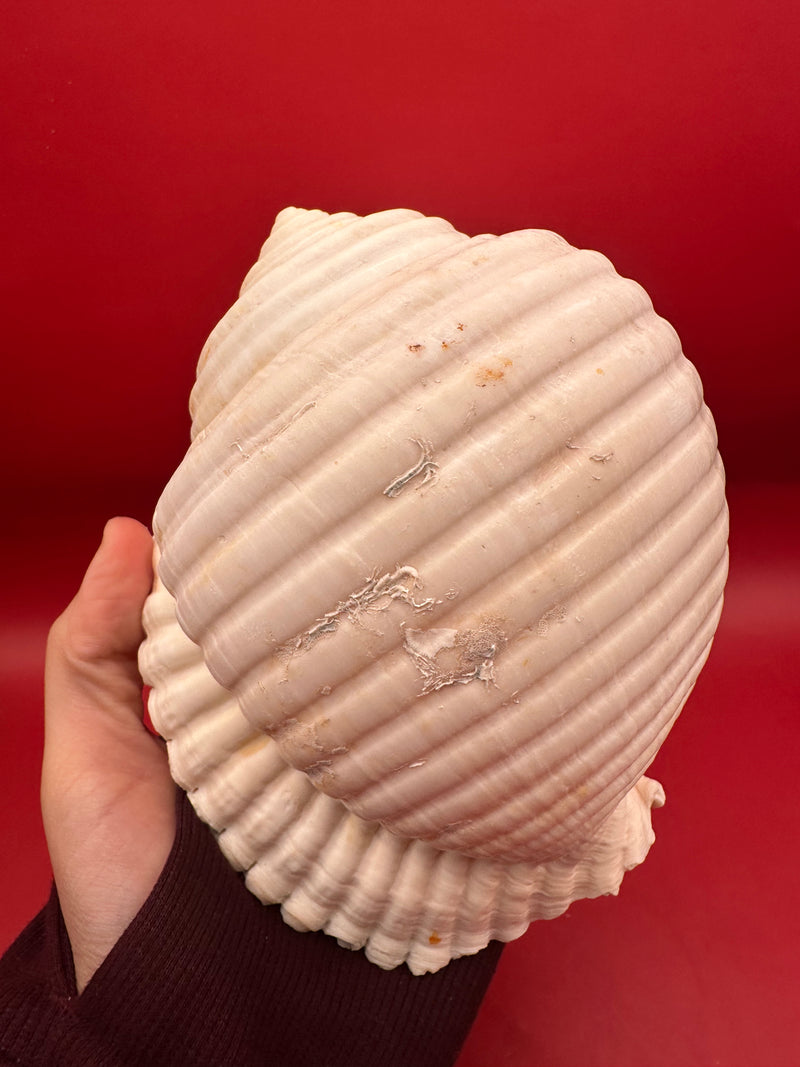 Grinning Tun Shell 5–6" – Malea rigens Coastal Display Shell