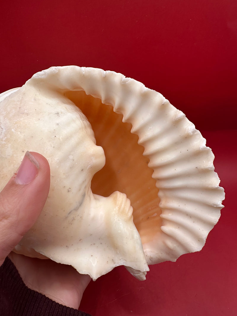 Grinning Tun Shell 5–6" – Malea rigens Coastal Display Shell