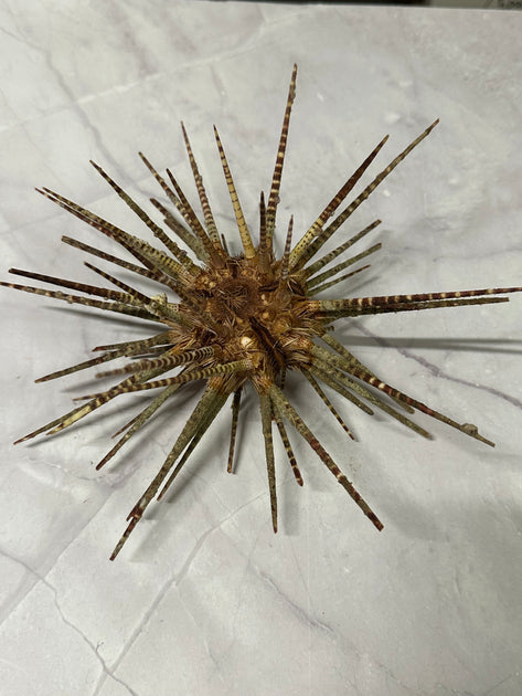 Vintage Zebra Sea Urchin Shell with Spines - Marine Coastal Decor ...