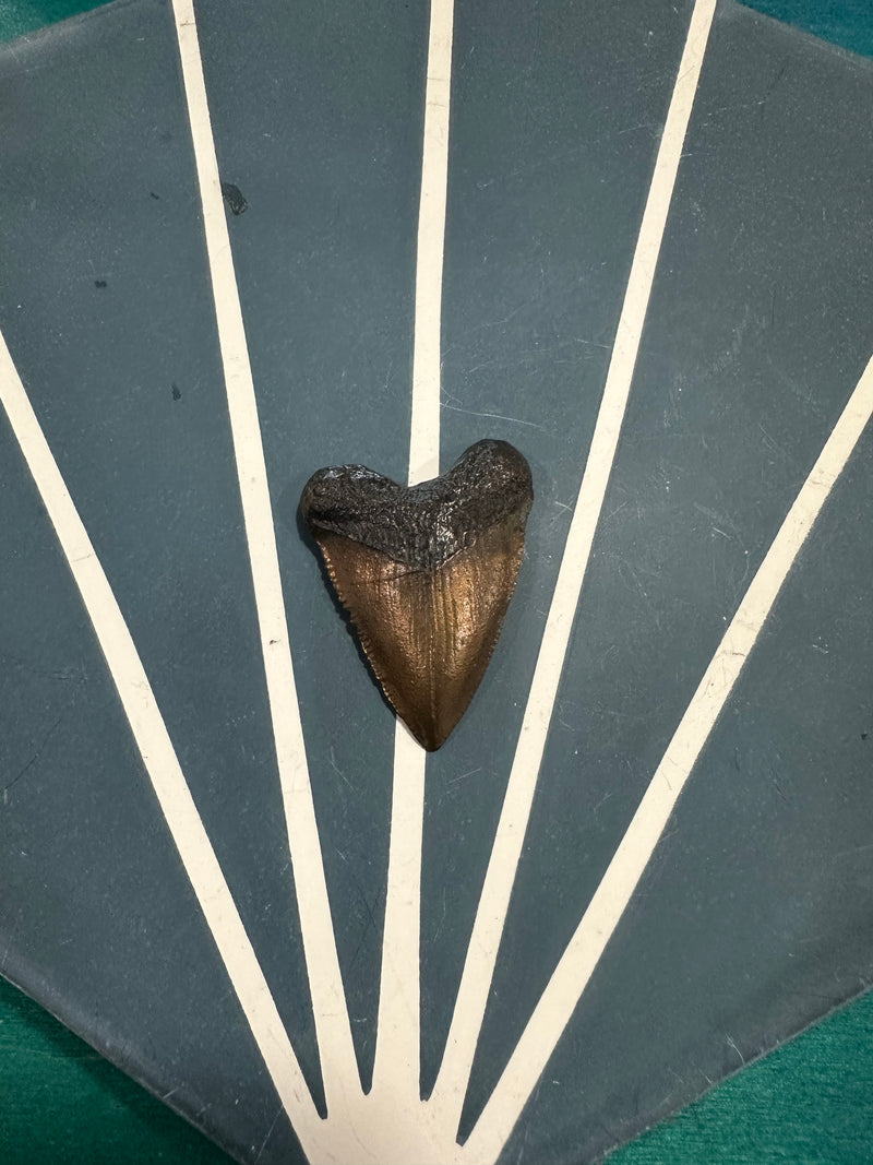 Bronze Great White Shark Tooth