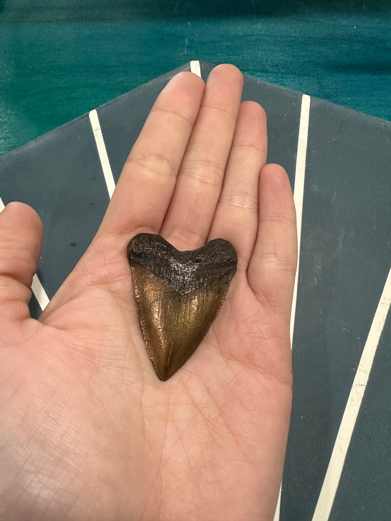 Bronze Great White Shark Tooth