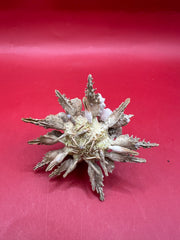 Pine Tree Urchin with Spines – Psychocidaris oshimai, 3