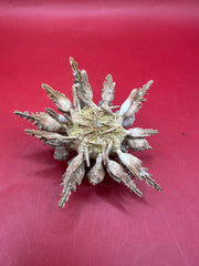 Pine Tree Urchin with Spines – Psychocidaris oshimai, 3
