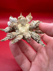 Pine Tree Urchin with Spines – Psychocidaris oshimai, 3