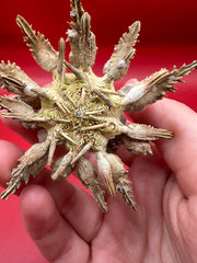 Pine Tree Urchin with Spines – Psychocidaris oshimai, 3