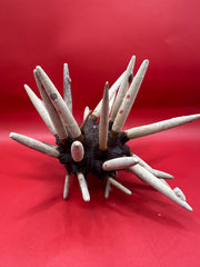 Club Urchin with Spines – Phyllacanthus parvispinus, 8