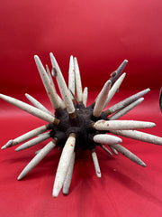 Club Urchin with Spines – Phyllacanthus parvispinus, 8